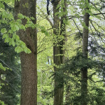  Buenzen20250421 142249bb